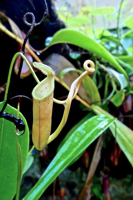 nepenthes . nepenthaceae.P1031140