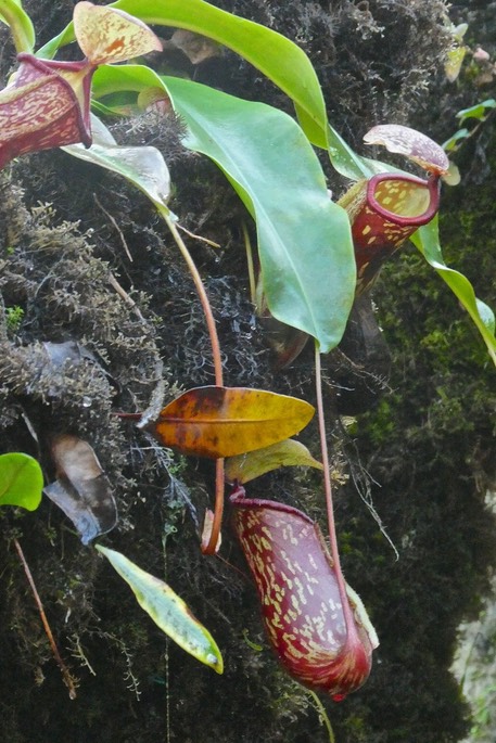 Nepenthes . urne à l'extrémité de la feuille dans le prolongement de la nervure . nepenthaceae .P1031050