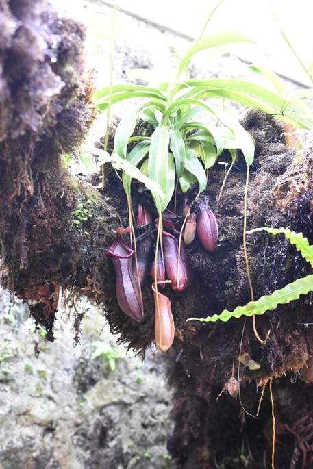 Nepenthes alata - NEPENTHACEAE - Philippines - MB2_7052