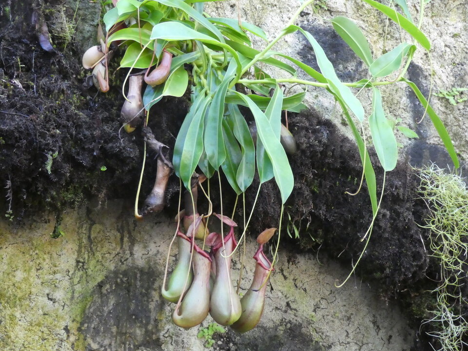 Nepenthes X neglecta - NEPENTHACEAE - Philippines - MB2_7052.jpg