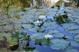 Nymphaea lotus - NYMPHAEACEAE - Exotique