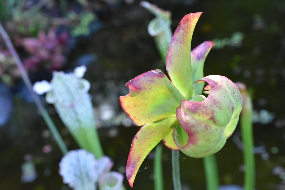 Sarracenia leucophylla (fleur) - Le Trou de la mort - SARRACENIACEAE -  Amérique - 