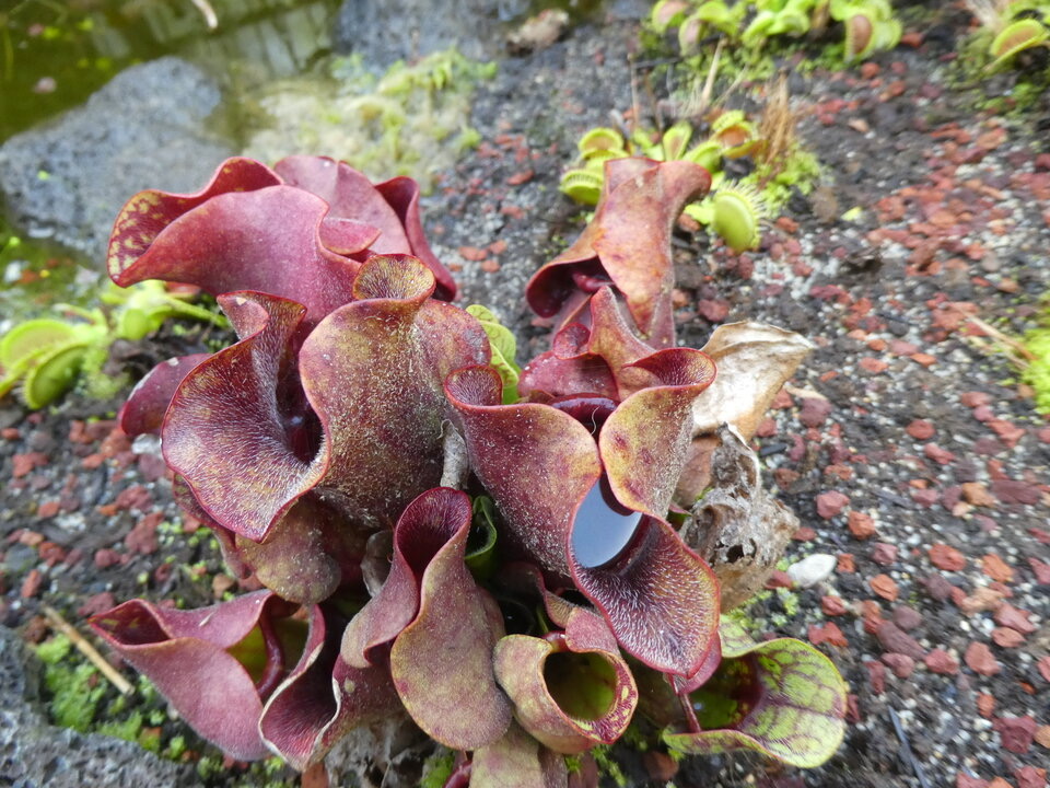 Sarracenia purpurea  - SARRACENIACEAE -  Amérique - 