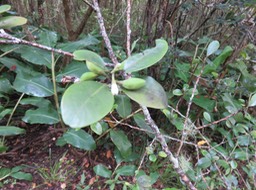 16. fleur fruits  Turraea thouarsiana - Bois de quivi - Meliaceae - endémique B M