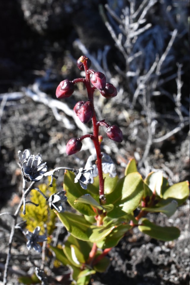 Agarista buxifolia - Petit Bois de rempart - ERICACEAE - Endémique Réunion - MAB_8934