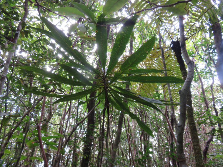 Hugonia serrata  - Liane de clé - Linaceae - rare, endémique de la Réunion et de Maurice