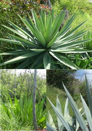Agave angustifolia (en haut) - Choka baïonnette - Agave gr. Americanae (en bas à droite) - Choka bleu - Furcraea foetida - (en bas à gauche) - Choka vert - ASPARAGACEAE - EE