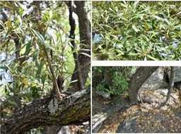 Olea europaea - Bois d'olive noir - OLEACEAE - Indigène Réunion 