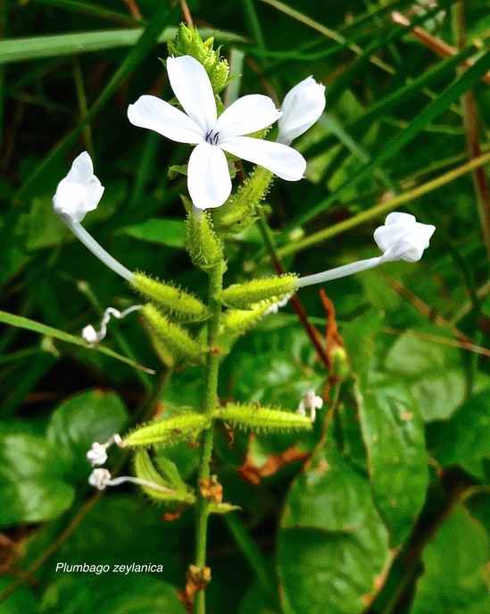Plumbago zeylanica. pervenche à fleurs blanches.plumbaginaeae.P1025747