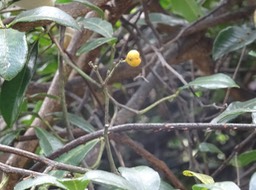 Fruit mûr de liane patte poule - Toddalia asiatica - RUTACEAE - Indigène Réunion