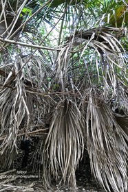 Corypha umbraculifera. talipot. (palmes sèches )palmier originaire de l'Inde .arecaceae.P1022870