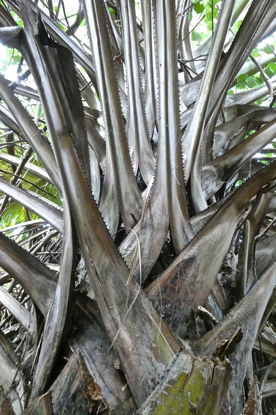 Corypha umbraculifera. talipot. ( insertion des palmes sur le stipe  ) arecaceae.P1022873