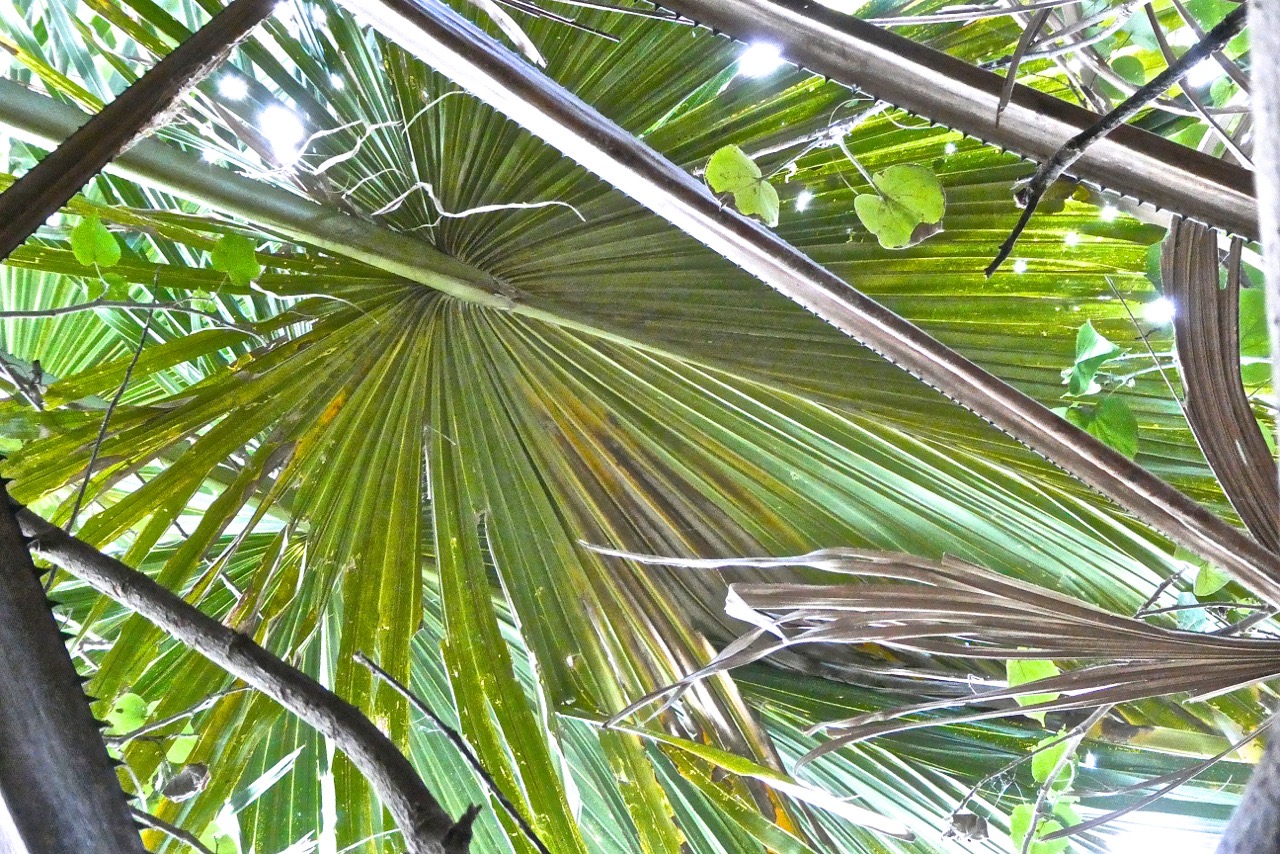 Corypha umbraculifera .talipot. ( palme en face inférieure  )arecaceae.P1022900