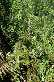 Cyclosorus interruptus. thelypteridaceae.fougère indigène Réunion.P1022791