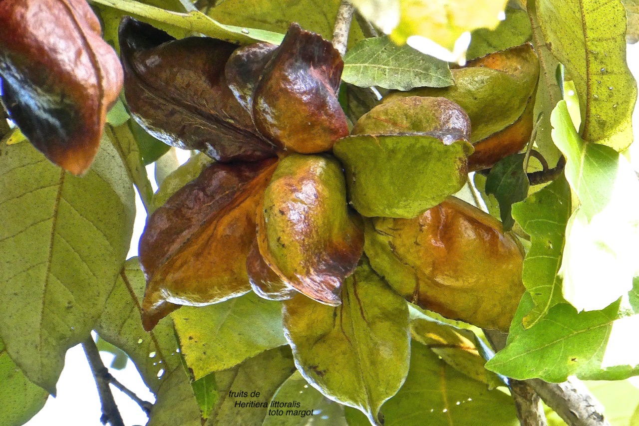 Heritiera littoralis. toto margot.faux badamier .( fruits ) malvaceae.P1022784