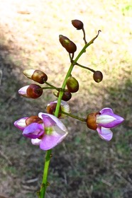 Millettia pinnata .pongame .( inflorescence )fabaceae. exotique .P1022753