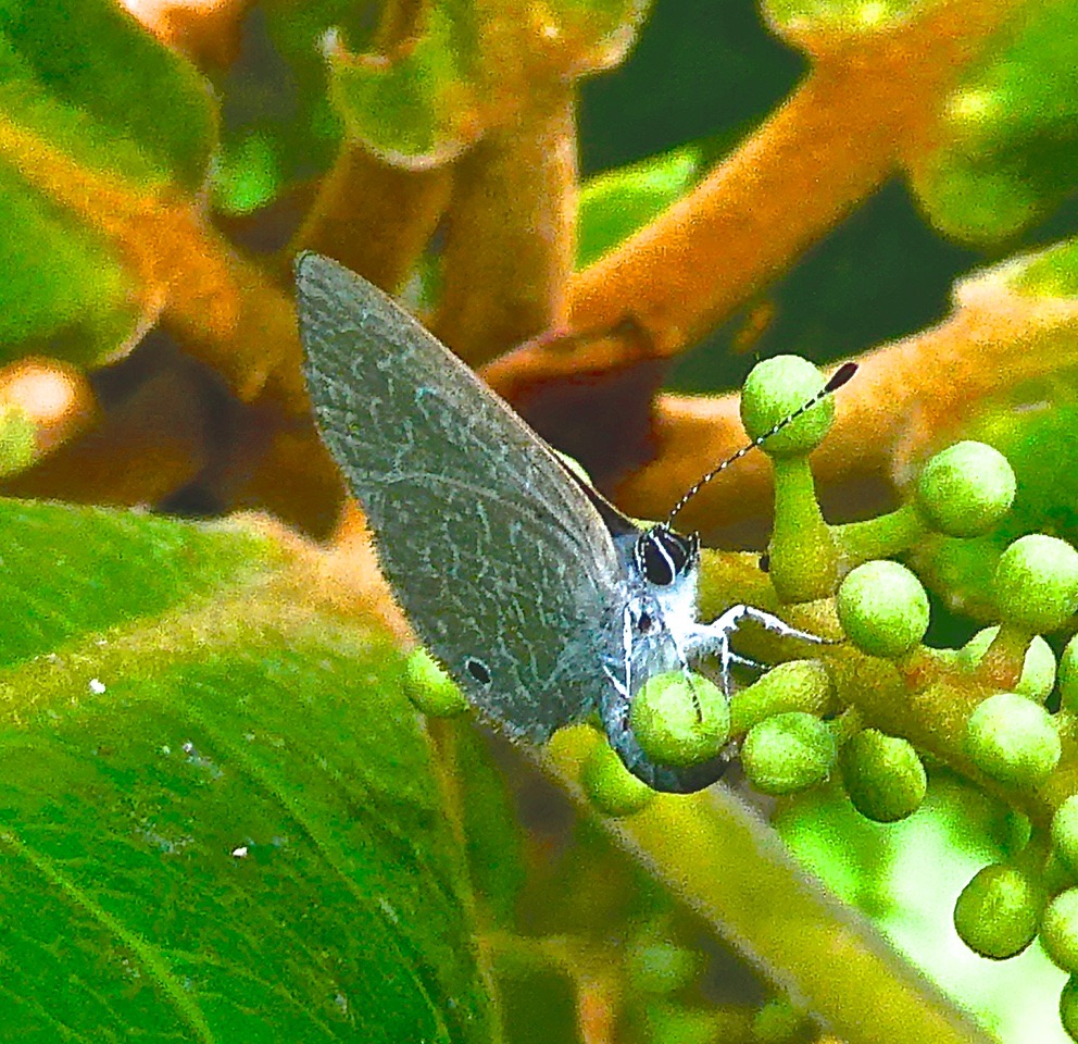 papillon azuré sur inflorescence de badamier .P1022830