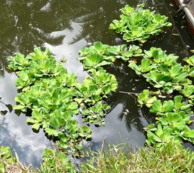 Pistia stratiotes.laitue d'eau .araceae;espèce envahissante.P1022917