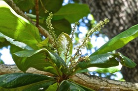 Terminalia catappa . badamier .combretaceae.P1022839