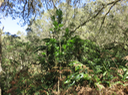 3Pittosporum Senacia reticulatum - Bois de Joli cœur des Hauts  - Pittosporaceae