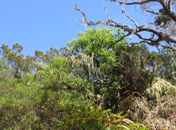 5 Psiadia laurifolia - Bois de chenilles - Astéracée - B   Rare d'en voir de cette hauteur
