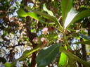 7 Forgesia racemosa - Bois de Laurent Martin - Escalloniacée - B  Fleurs