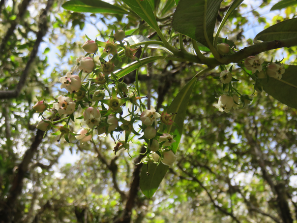 9 Forgesia racemosa - Bois de Laurent Martin - Escalloniacée - B  Fleurs blanchâtres