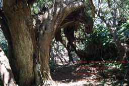Acacia heterophylla- Fabaceae - B