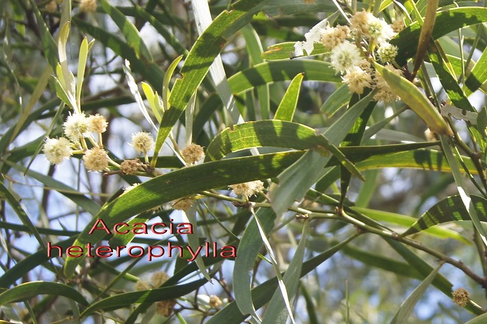 Acacia heterophylla- les fleurs