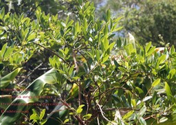 Embelia angustifolia - Primulacée- B