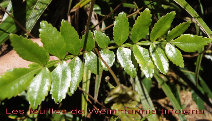 Feuilles composées de Weinmannia tinctoria