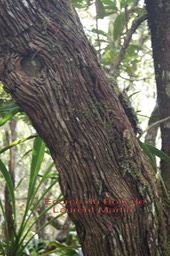 Forgesia racemosa - Son écorce