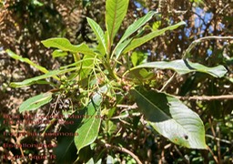 Forgesia racemosa- Bois de Laurent Martin- Escalloniacée - B
