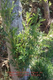 Hétériphyllie chez le Tamarin des hauts - Acacia heterophylla
