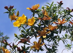 Hypericum lanceolatum- Fleur jaune