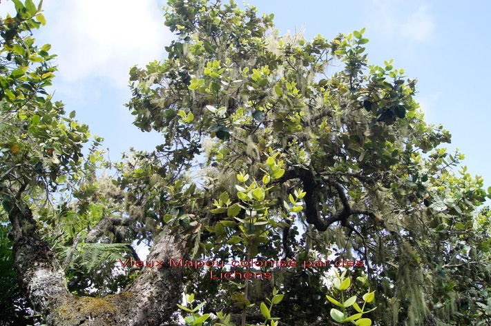 Mapou- Monimia rotundifolia- Monimiacée- B et Lichens