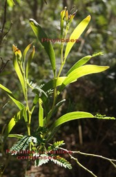 Phyllodes et feuilles composées
