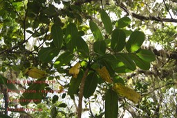 Polyscias repanda- Araliaceae - B