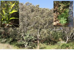 Tamarinaie- Acacia heterophylla - Fabacée - B