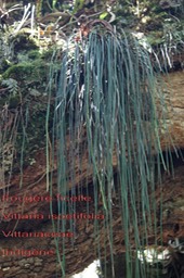 Vittaria isoetifolia - Fougère ficelle