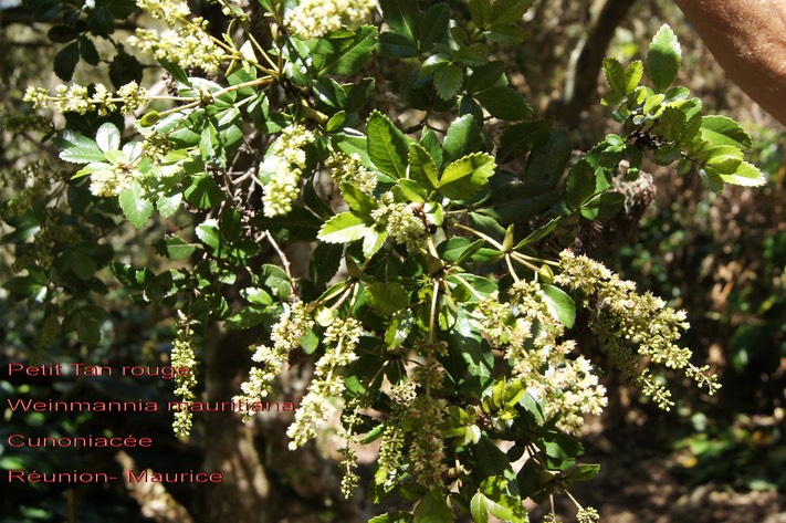 Weinmannia mauritiana - Petit Tan - Cunoniaceae- BM