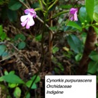 4- Cynorkis purpurascens.jpg
