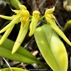 Bulbophyllum longiflorum variante jaune.orchidaceae.indigène Réunion..jpeg