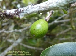 fruit de Sideroxylon borbonicum. bois de fer bâtard. natte coudine. sapotaceae.endémique Réunion .P1670344