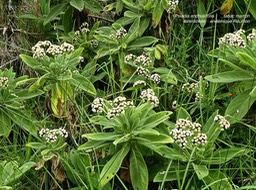 Psiadia anchusifolia .tabac marron .asteraceae.endémique Réunion.P1670362