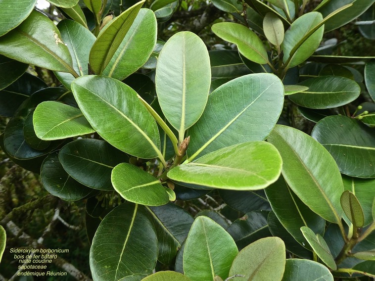 Sideroxylon borbonicum. bois de fer bâtard.natte coudine .sapotaceae. endémique Réunion .P1670349