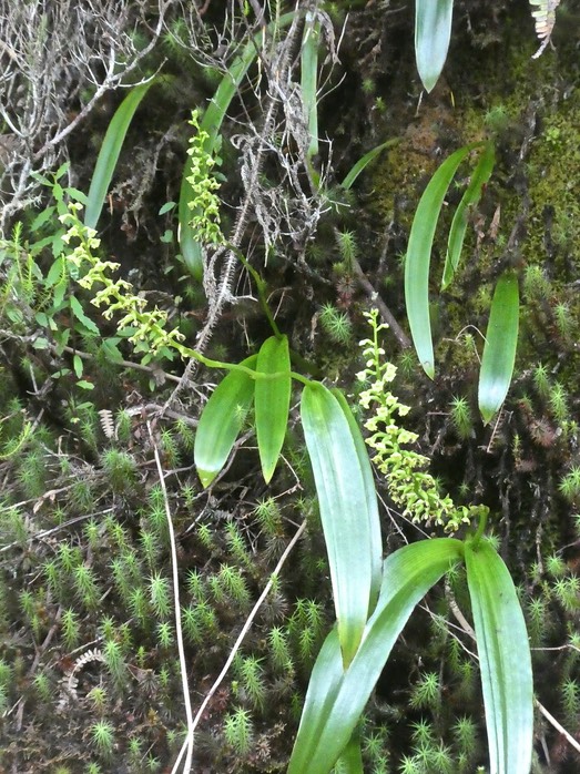Benthamia latifolia .orchidaceae. indigène Réunion .P1640687