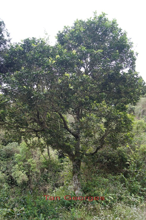Tan Georges - Molinaea alternifolia- Sapindacée - Masc