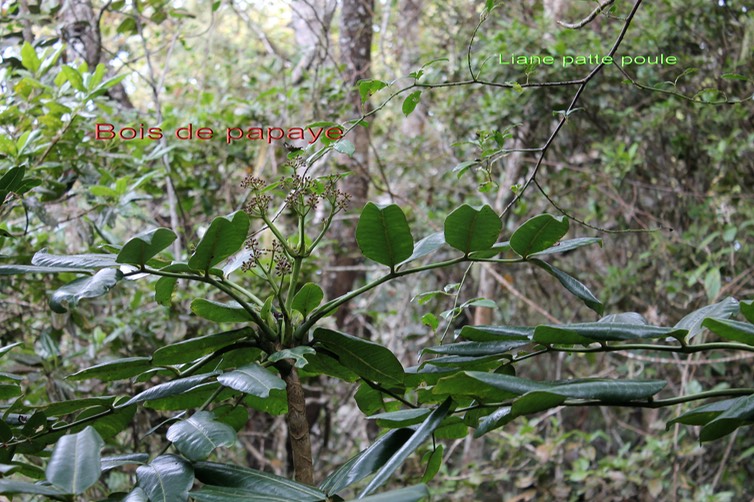 Bois de papaye et Liane patte poule- Toddalia asiatica- Rutacée - I