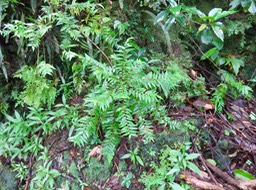 3. ??? Phyllanthus consanguineus - Bois de jolie fille . Bois de négresse . Faux bois de demoiselle - euphorbiaceae - Endémique de la Réunion